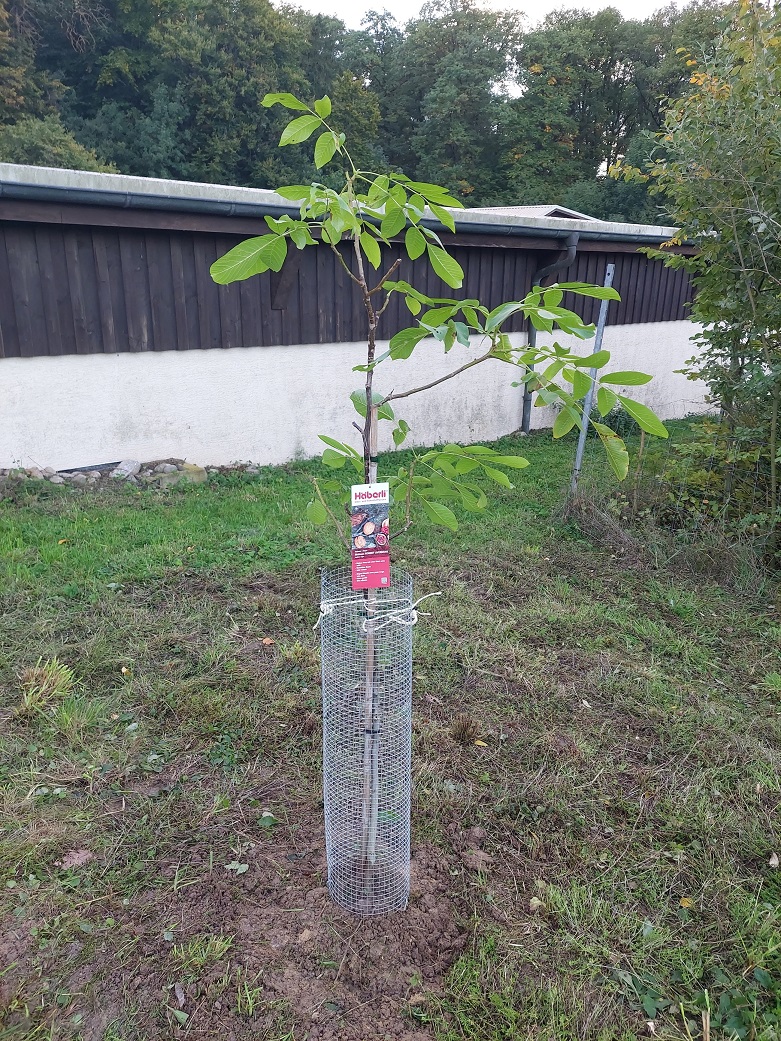 Baum
